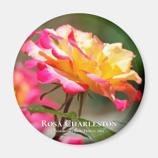 Rosa Charleston Magnet (Vorne)