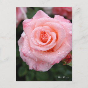 Rosa Cherish [Postcard] Postkarte