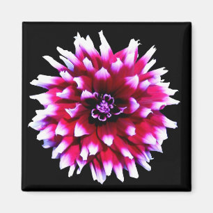 Rosa Chic Dahlien blühen auf schwarzer Blume Magnet