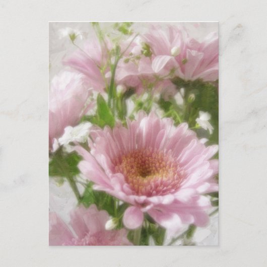 Rosa Chrysanthemas 5 Elegance Postkarte (Vorderseite)