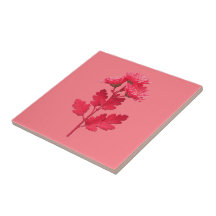Rosa Chrysantheme