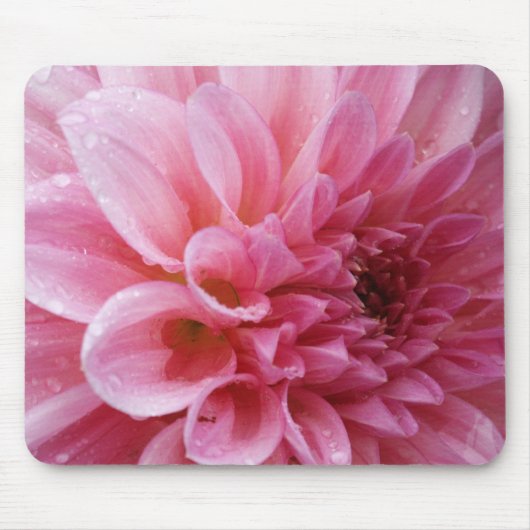 Rosa Chrysantheme Mousepad (Vorne)