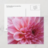 Rosa Chrysantheme-Postkarte Postkarte (Vorne/Hinten)