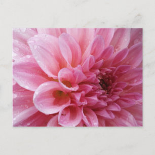 Rosa Chrysantheme-Postkarte Postkarte