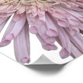 Rosa Chrysanthemenblüte Floral Poster (Ecke)