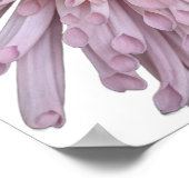 Rosa Chrysanthemenblüte Floral Poster (Ecke)