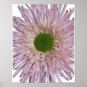 Rosa Chrysanthemenblüte Floral Poster (Vorne)