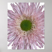 Rosa Chrysanthemenblüte Floral Poster (Vorne)