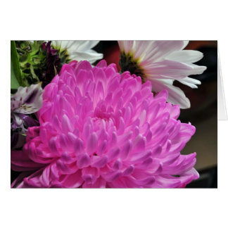 Rosa Chrysanthemum