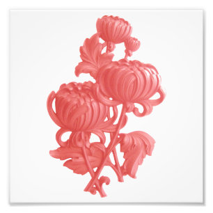 Rosa Chrysanthemum Fotodruck