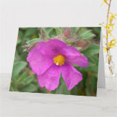 Rosa Cistus Rock Rose Blume Karte (Gelbe Blume)