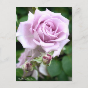 Rosa Climbing Blue Moon: Postkarte
