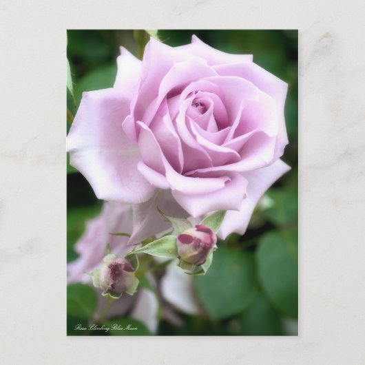 Rosa Climbing Blue Moon: Postkarte (Vorderseite)