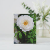 Rosa Climbing Iceberg [Postcard] Postkarte (Stehend Vorderseite)