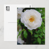 Rosa Climbing Iceberg [Postcard] Postkarte (Vorne/Hinten)