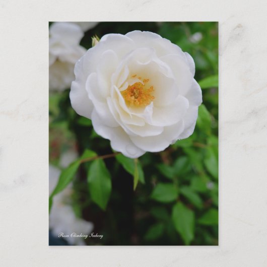 Rosa Climbing Iceberg [Postcard] Postkarte (Vorderseite)