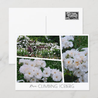 Rosa Climbing Iceberg Postkarte