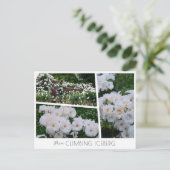 Rosa Climbing Iceberg Postkarte (Stehend Vorderseite)