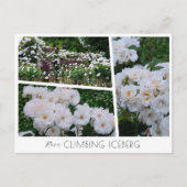 Rosa Climbing Iceberg Postkarte (Vorderseite)