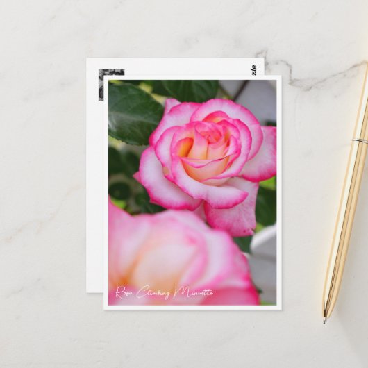 Rosa Climbing Minuette Postkarte (Vorderseite/Rückseite Beispiel)