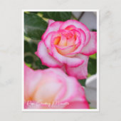 Rosa Climbing Minuette Postkarte (Vorderseite)