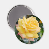 Rosa Climbing Peace Magnet (Vorderseite/Rückseite)