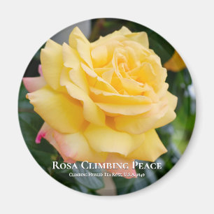 Rosa Climbing Peace Magnet