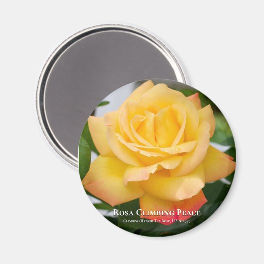 Rosa Climbing Peace Magnet (Vorderseite/Rückseite)