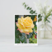 Rosa Climbing Peace Postkarte (Stehend Vorderseite)