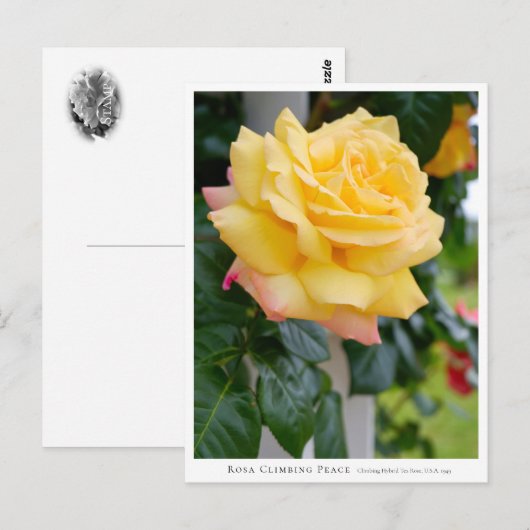 Rosa Climbing Peace Postkarte (Vorne/Hinten)
