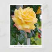 Rosa Climbing Peace Postkarte (Vorderseite)