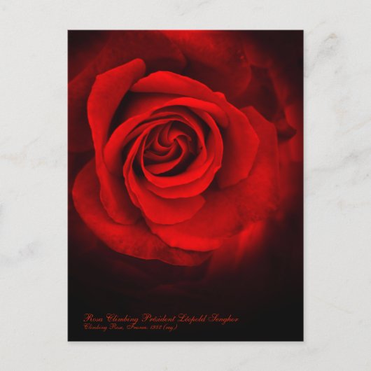 Rosa Climbing Präsident Léopold Senghor Postkarte (Vorderseite)