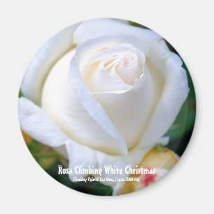 Rosa Climbing White Christmas [Round Magnet] Magnet