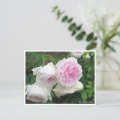 Rosa Clotilde Soupert Postkarte (Stehend Vorderseite)