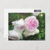 Rosa Clotilde Soupert Postkarte (Vorne/Hinten)