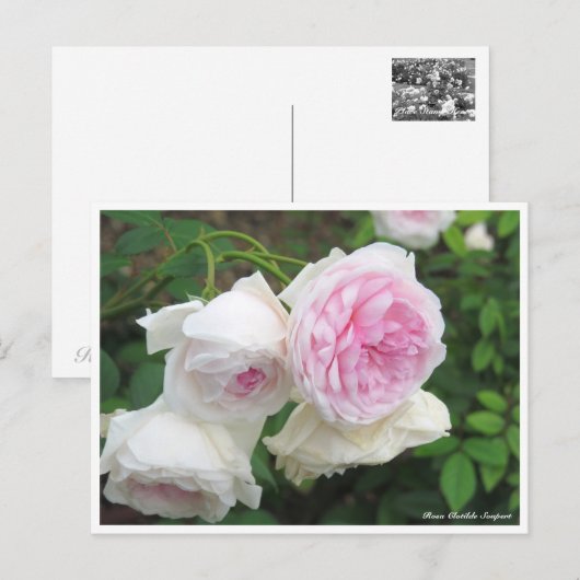Rosa Clotilde Soupert Postkarte (Vorne/Hinten)
