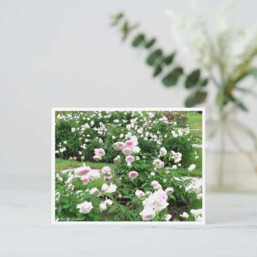 Rosa Clotilde Soupert: Postkarte (Stehend Vorderseite)