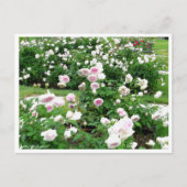 Rosa Clotilde Soupert: Postkarte (Vorderseite)