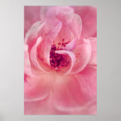 Rosa Cloud Garden Rose Bokeh Hintergrund Vorlage Poster (Vorne)