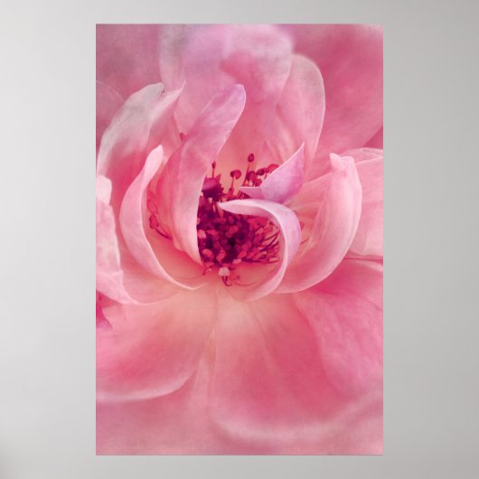 Rosa Cloud Garden Rose Bokeh Hintergrund Vorlage Poster (Vorne)