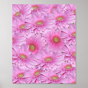 Rosa Cluster der Blume Gerbera, Poster