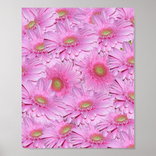 Rosa Cluster der Blume Gerbera, Poster (Vorne)