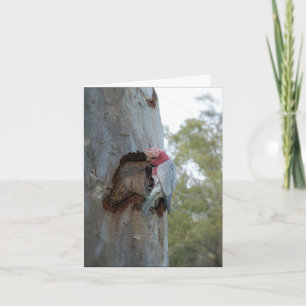 Rosa Cockatoo oder Galah - Geburtstags-Karte Karte