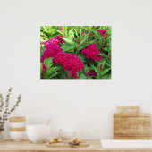 Rosa Cockscomb Celosia Blume Poster (Küche)
