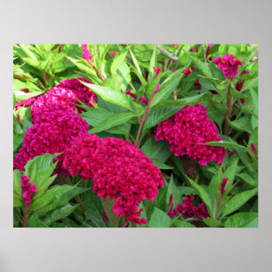 Rosa Cockscomb Celosia-Blumen Poster