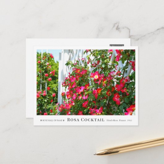 Rosa Cocktail Postkarte (Vorderseite/Rückseite Beispiel)