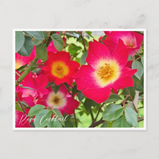 Rosa Cocktail Postkarte (Vorderseite)
