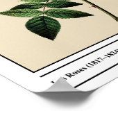Rosa Collina Fastigiata Beige Poster (Ecke)