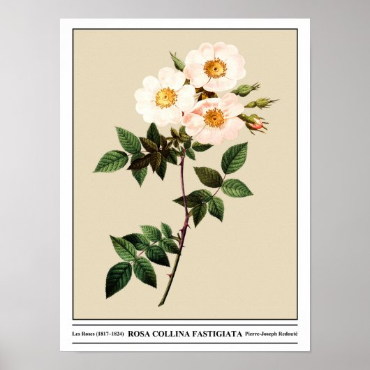 Rosa Collina Fastigiata Beige Poster (Vorne)