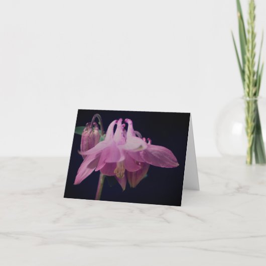 Rosa Columbine-Blumen-Fotografie (Vorderseite)